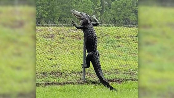 alligator+climbs+fence